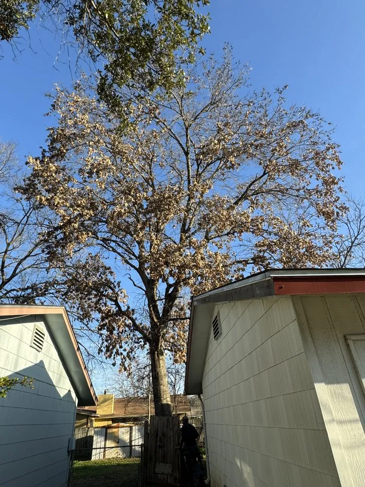 Expert lawn mowing service for residential properties across San Antonio, TX - C Fuentes Landscaping