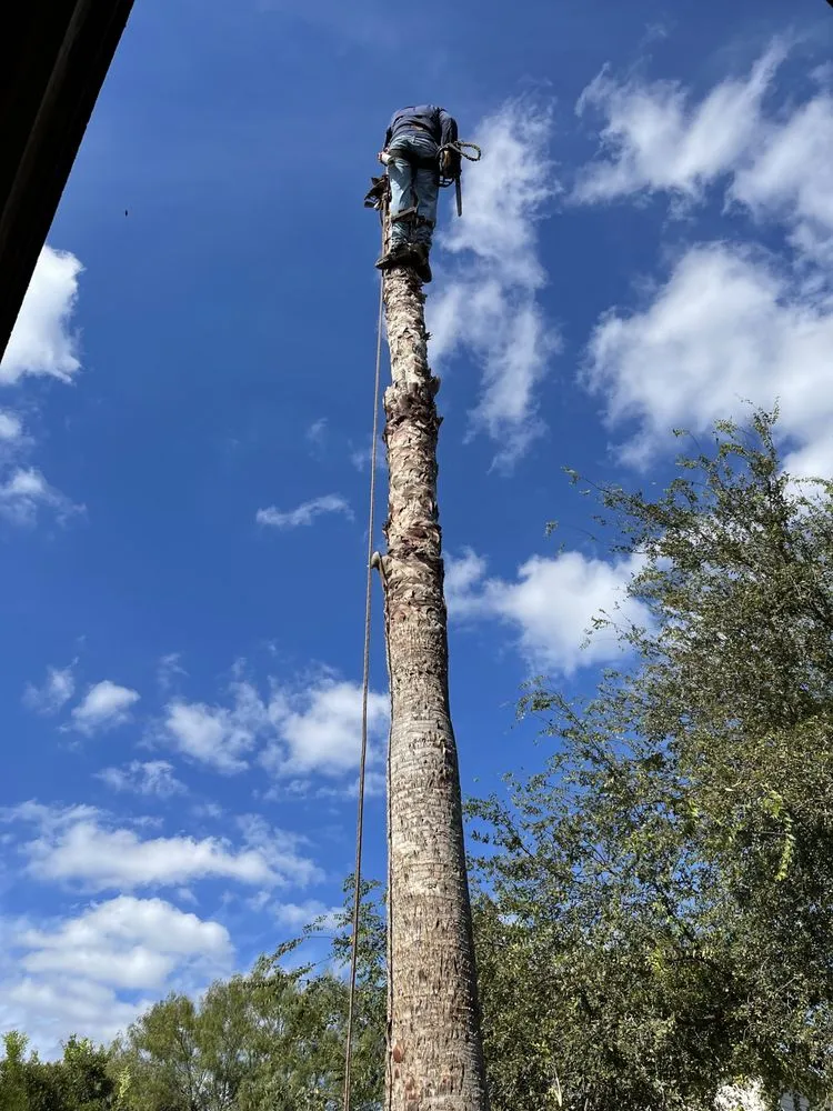 Expert lawn mowing service near you in San Antonio, TX by C Fuentes Landscaping