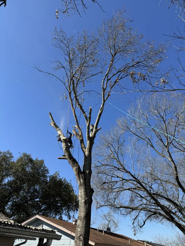 Affordable landscape installation in San Antonio, TX by C Fuentes Landscaping