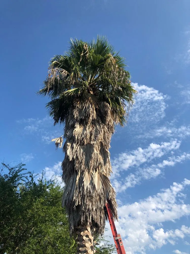 Professional landscape installation in San Antonio, TX - C Fuentes Landscaping