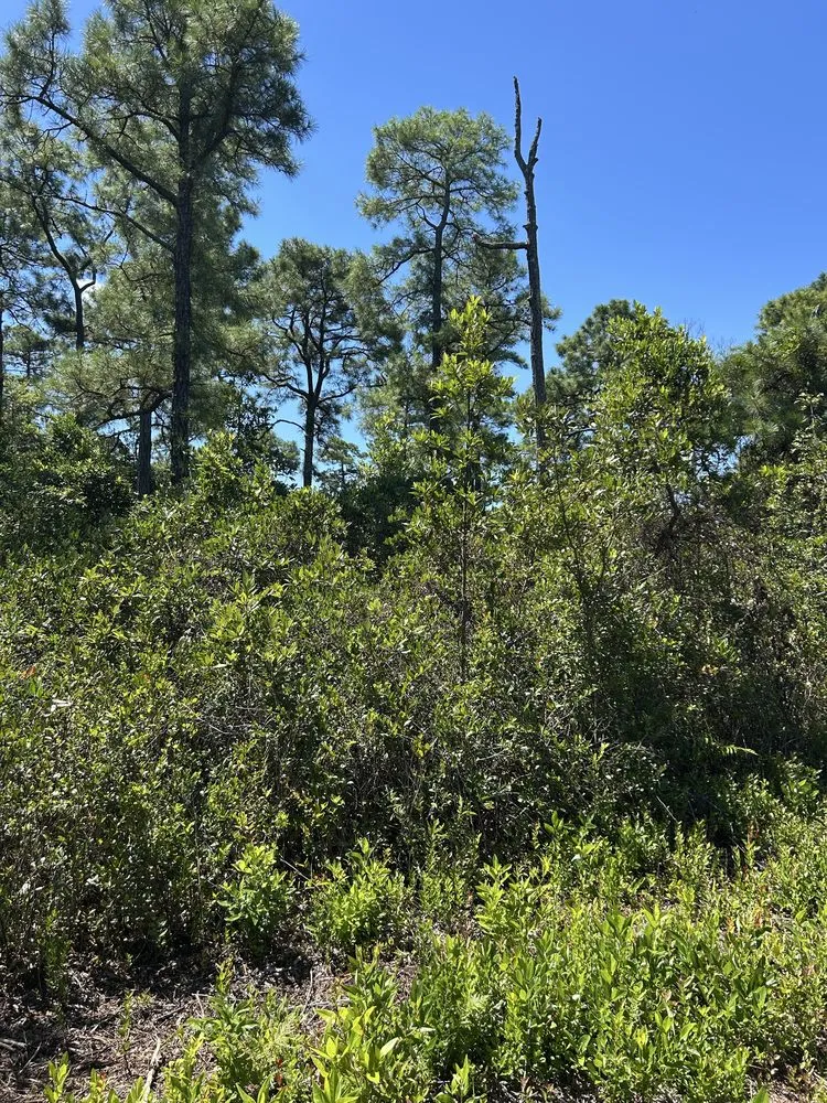 Affordable lawn mowing service for beautiful yards in Swansboro, NC by C H Lawn Care