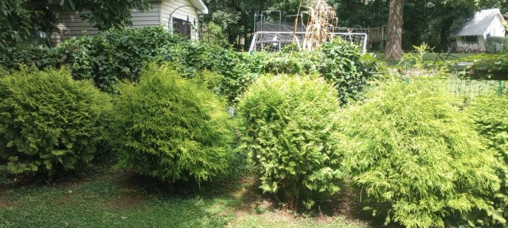 Top-rated landscaping services in West Chester, PA - C H P Maintenance