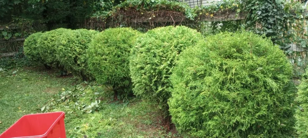 Professional lawn care service experts serving West Chester, PA - C H P Maintenance