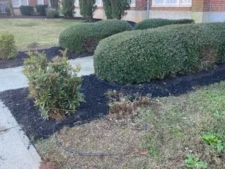 Reliable yard cleanup service in Pelion, SC - C J Tractor Service