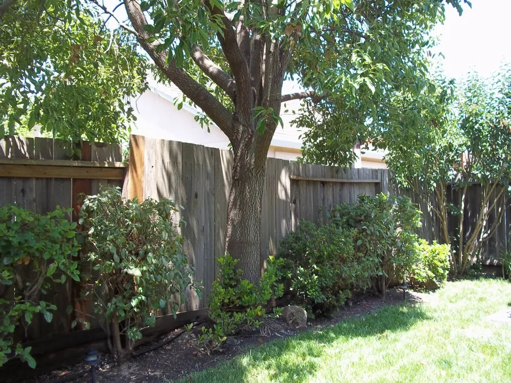 Reliable yard cleanup service in Santa Rosa, CA by C Lopez Yard Maintenance