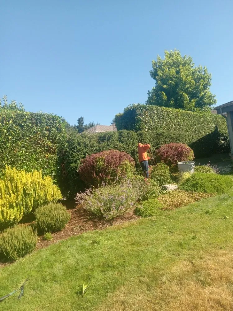 Custom lawn care service in Bremerton, WA - C Pablo Landscaping
