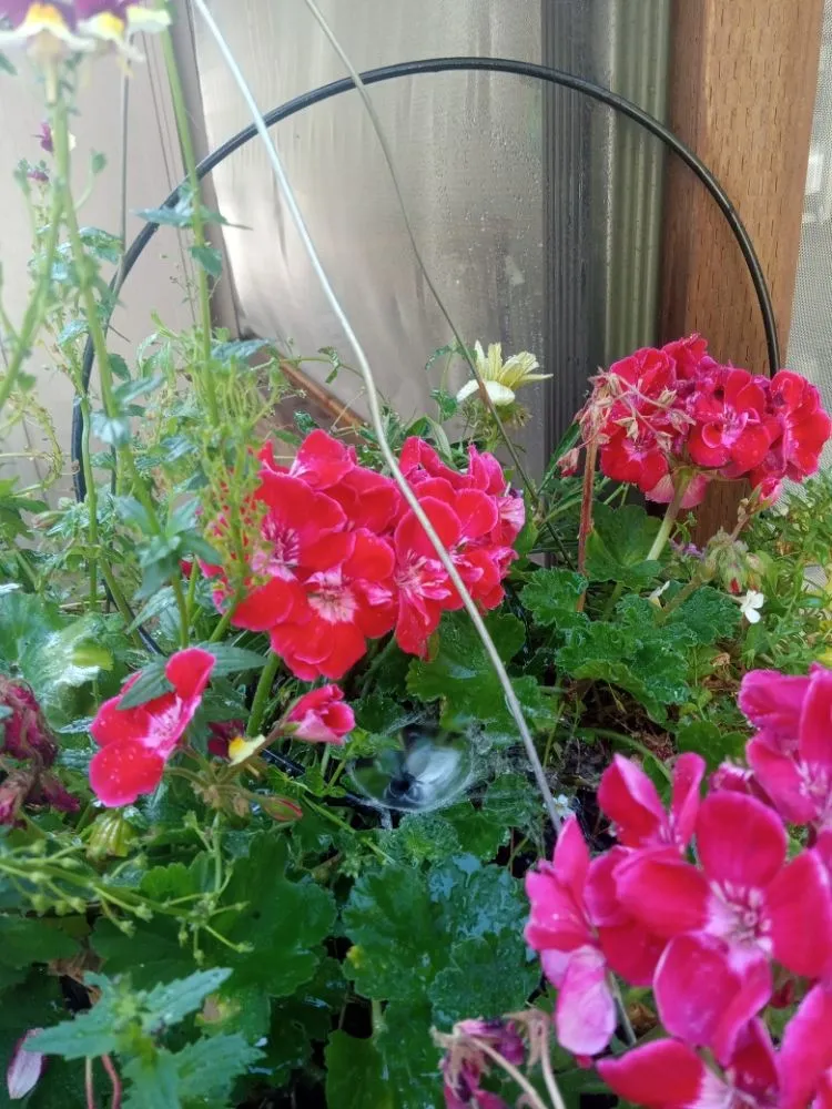 Professional lawn care service in Bremerton, WA - C Pablo Landscaping