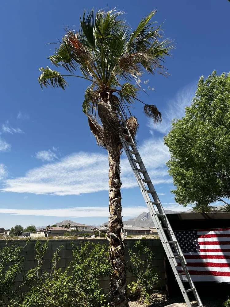 Reliable yard cleanup service experts serving Las Vegas, NV - C-Ray Landscapes