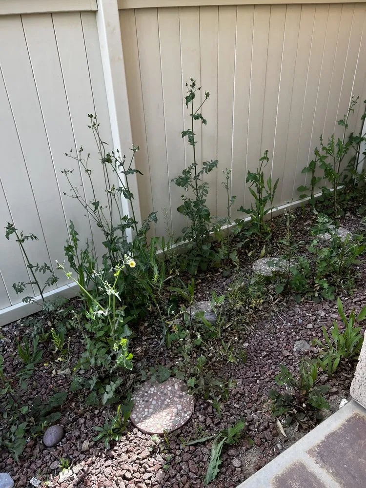 Expert lawn mowing service for outdoor upgrades in Las Vegas, NV by C-Ray Landscapes