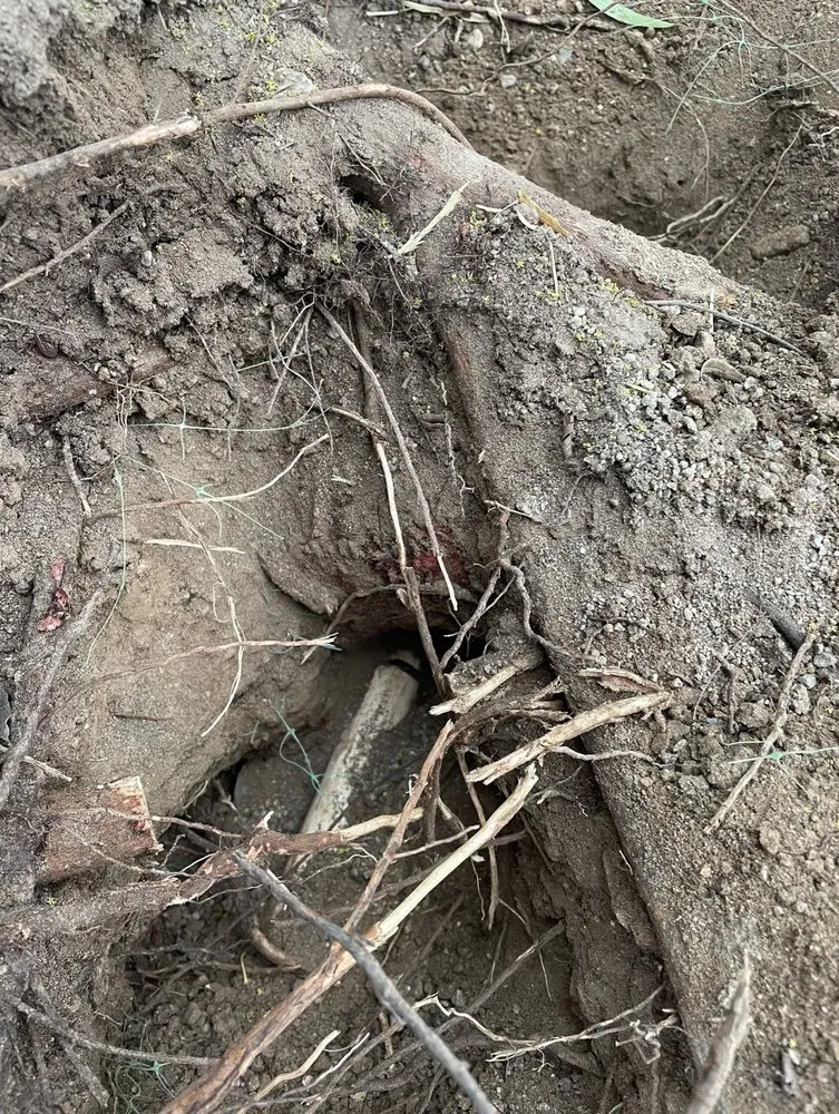 Custom residential landscaping in Las Vegas, NV - C-Ray Landscapes