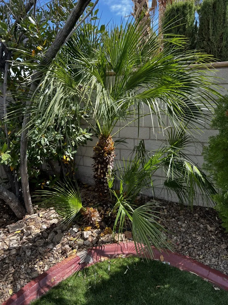 Trusted landscaping services for beautiful yards across Las Vegas, NV - C-Ray Landscapes