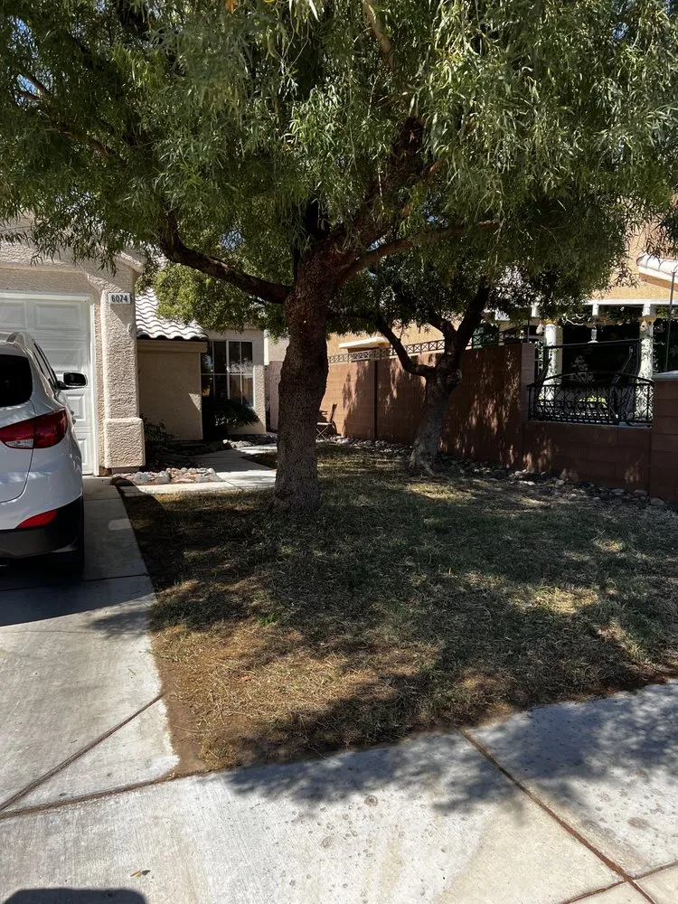 Professional yard maintenance experts serving Las Vegas, NV - C-Ray Landscapes