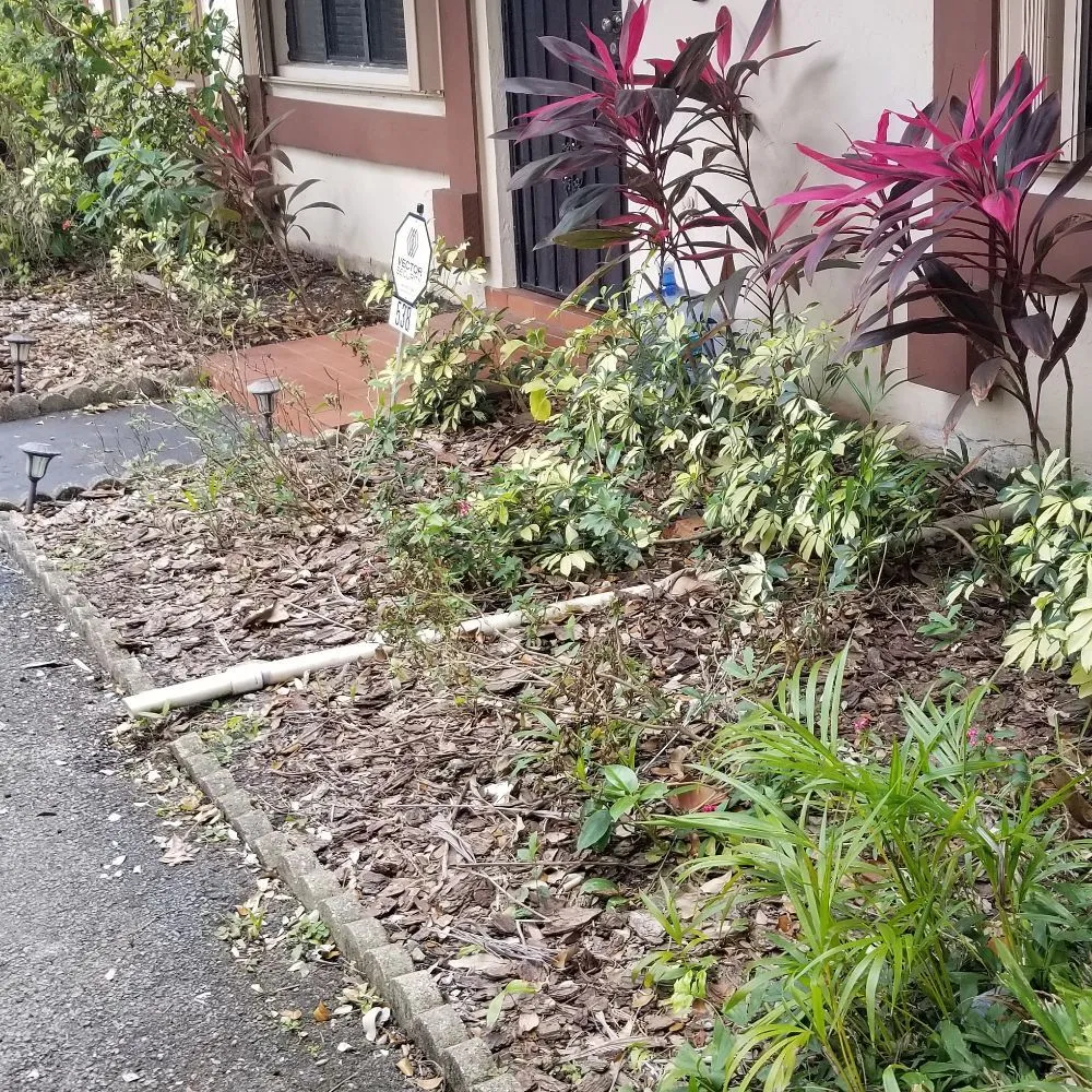 Trusted garden landscaping for year-round maintenance in Hallandale Beach, FL by C S Designer Landscaping