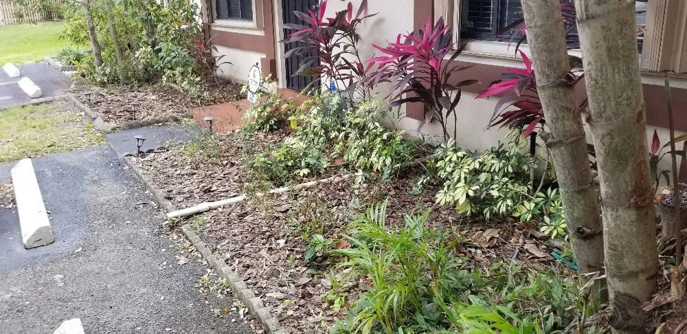 Affordable landscape design for homes in Hallandale Beach, FL by C S Designer Landscaping