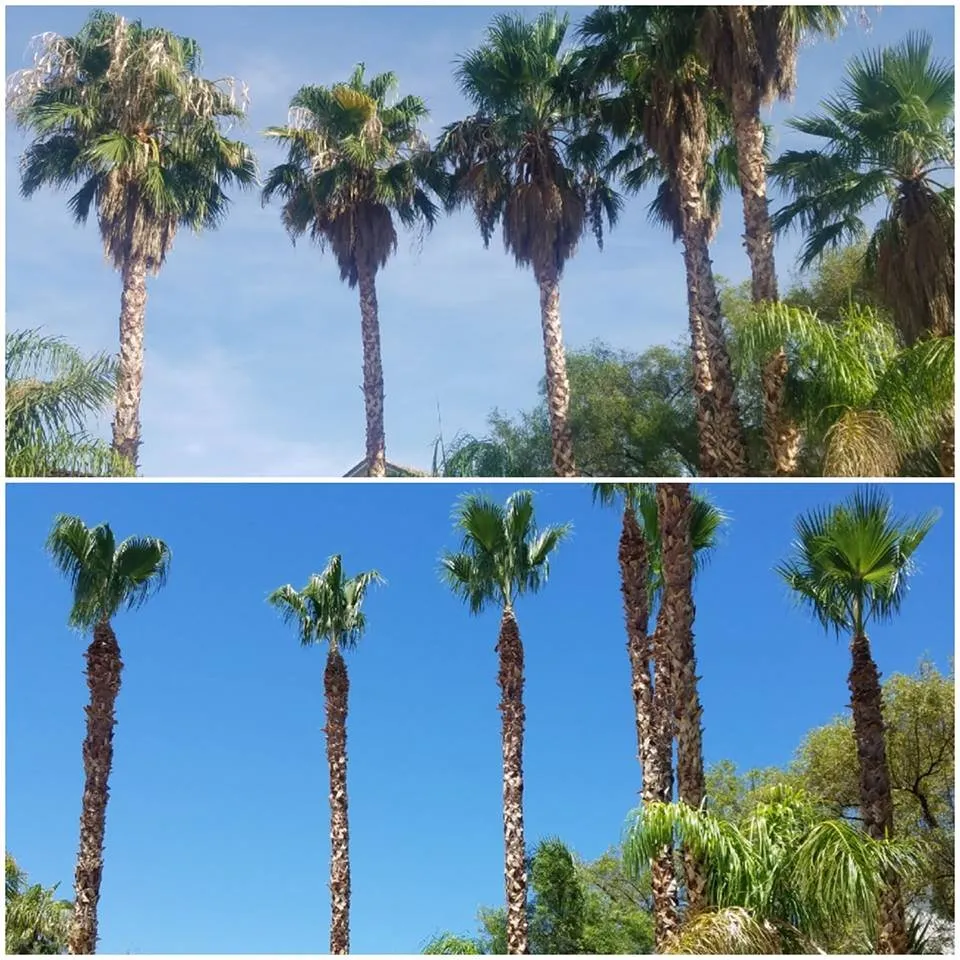 Custom lawn care service experts serving Las Vegas, NV - C-Scapes