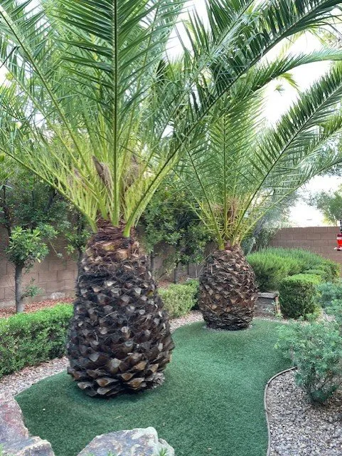 Trusted yard cleanup service for year-round maintenance in Las Vegas, NV by C-Scapes