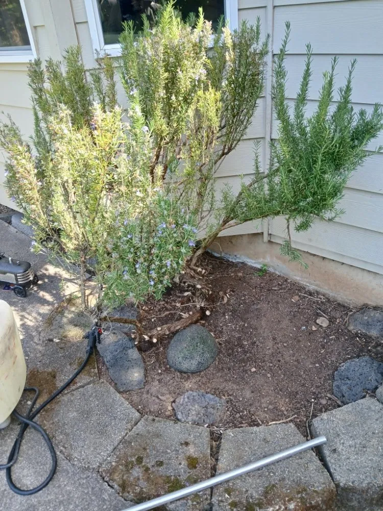 Top-rated yard maintenance in Vancouver, WA by C-T Landscape