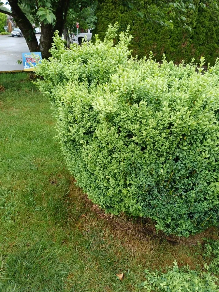 Professional yard cleanup service for outdoor upgrades across Vancouver, WA - C-T Landscape