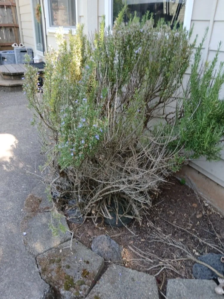 Custom lawn mowing service for residential properties in Vancouver, WA by C-T Landscape