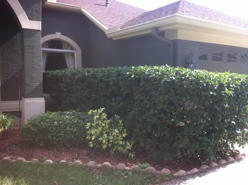 Affordable yard cleanup service near you in Tampa, FL by C2 Enterprises Lawn Service