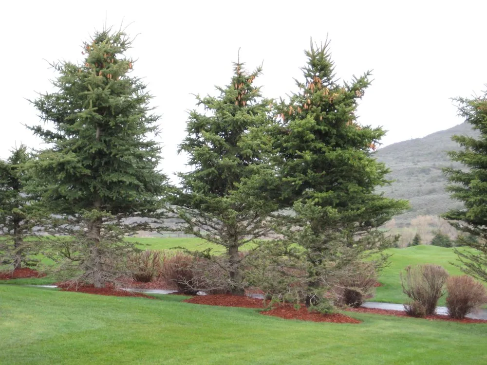 Custom landscape installation for homes across Eagle, CO - C6 Tree and Lawn Solutions