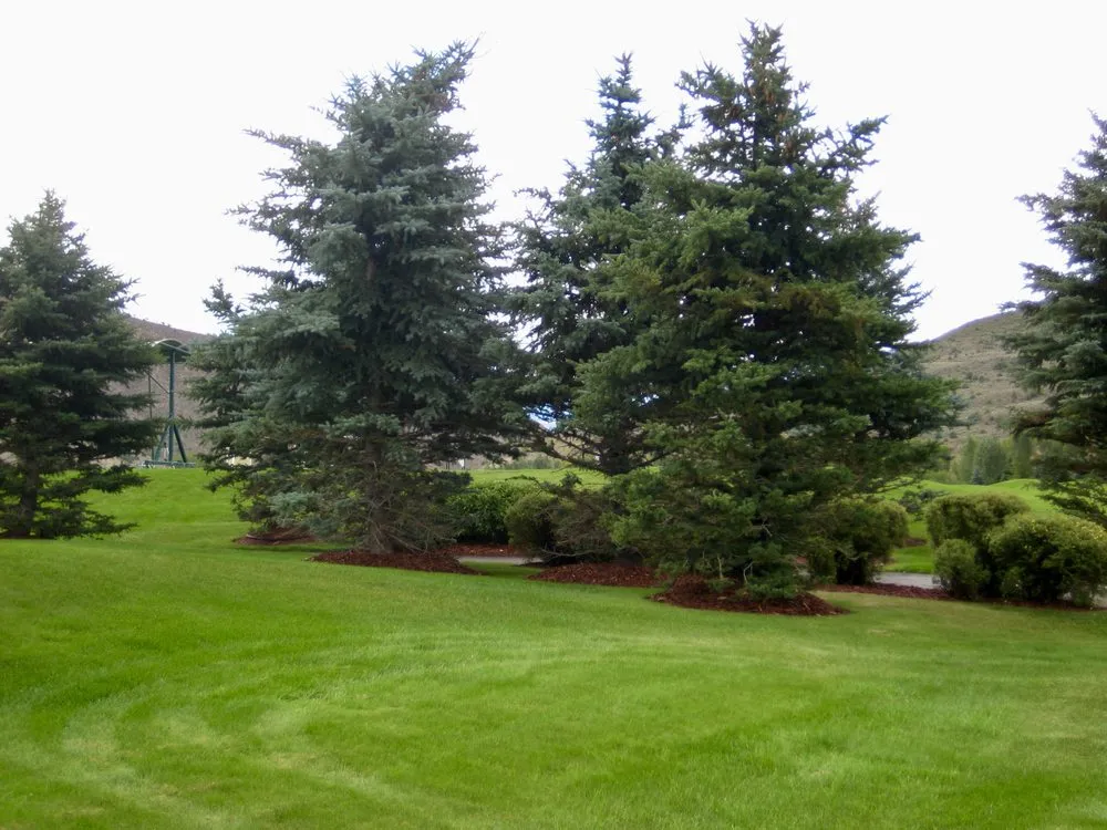 Local lawn care service in Eagle, CO - C6 Tree and Lawn Solutions