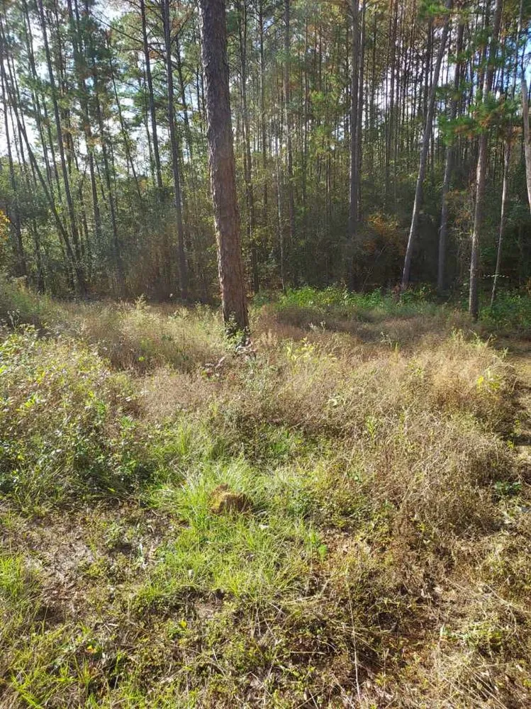 Affordable yard cleanup service for homes across Tylertown, MS - C&A Forestry and Mulching