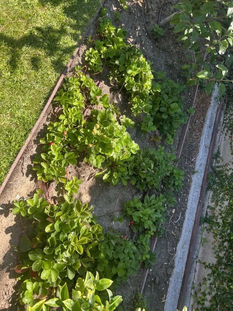 Professional yard maintenance in Hawthorne, CA by C&A Landscape & Lawncare