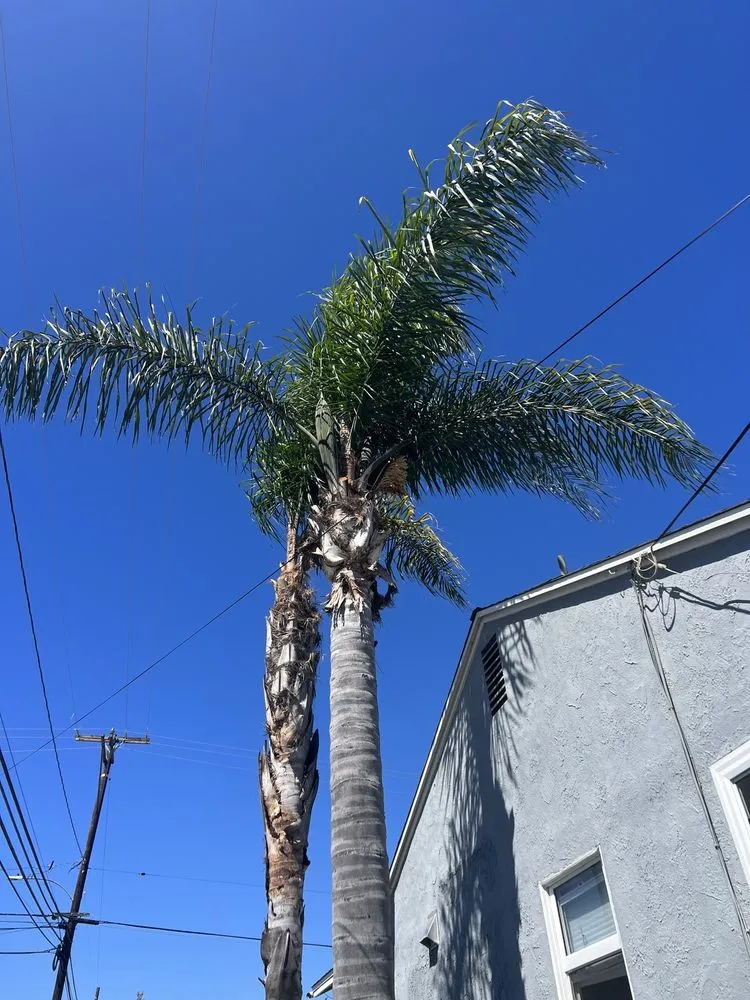 Local garden landscaping in Hawthorne, CA - C&A Landscape & Lawncare