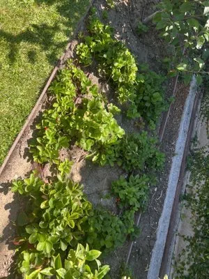 C&A Landscape & Lawncare