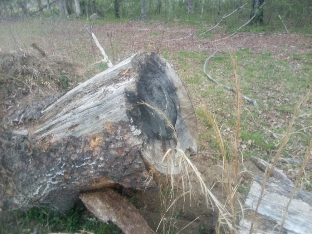 Reliable yard maintenance for year-round maintenance in Chattanooga, TN by C&A Landscaping And Tree Services