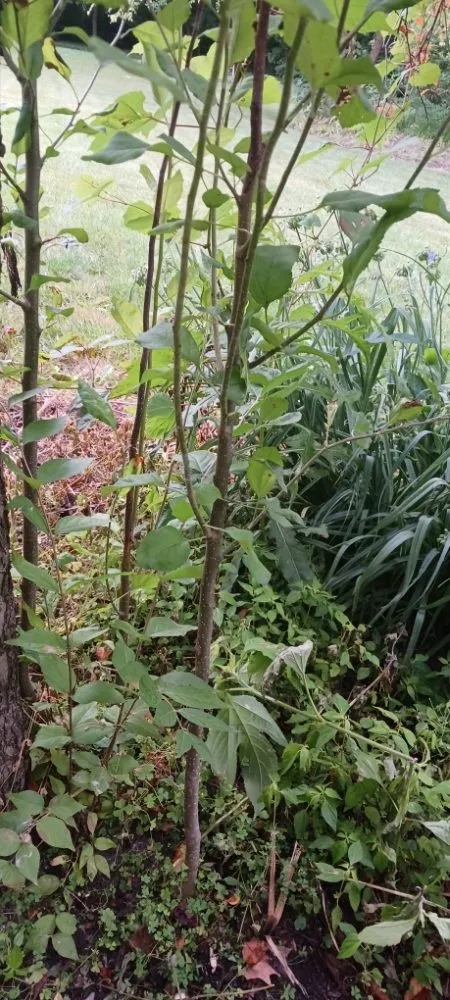 Trusted yard maintenance in Noblesville, IN by C&A Outdoors