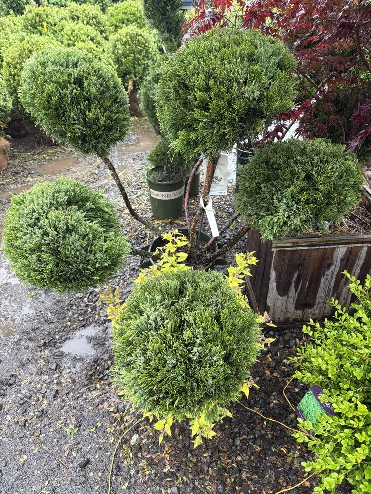 Professional landscaping services in IND HILLSIDE, NJ - C&A Penafiel