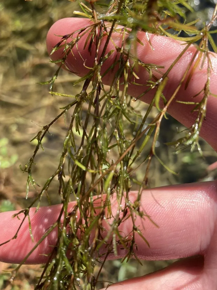 Local yard cleanup service in Opelousas, LA - C&A Pest and Lawn