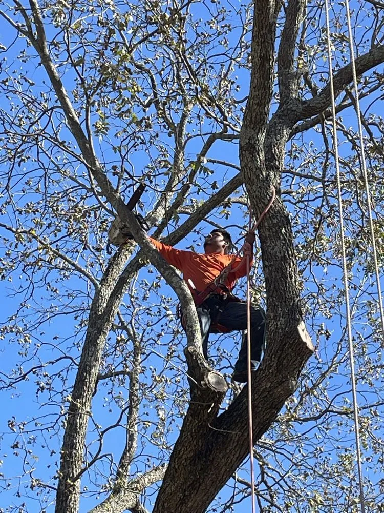 Top-rated residential landscaping for residential properties across Terrell, TX - C&A Tree & Lawn Service