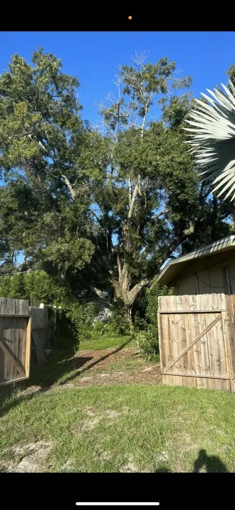 Reliable outdoor landscaping experts serving Tampa, FL - CA Tree’s