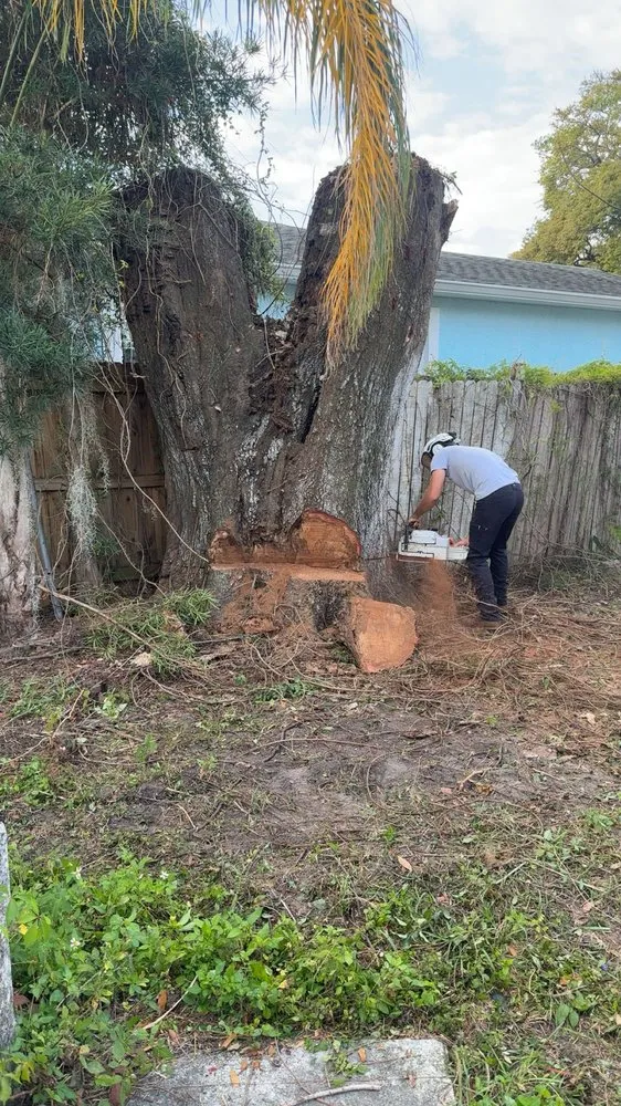 Trusted landscape installation in Tampa, FL by CA Tree’s