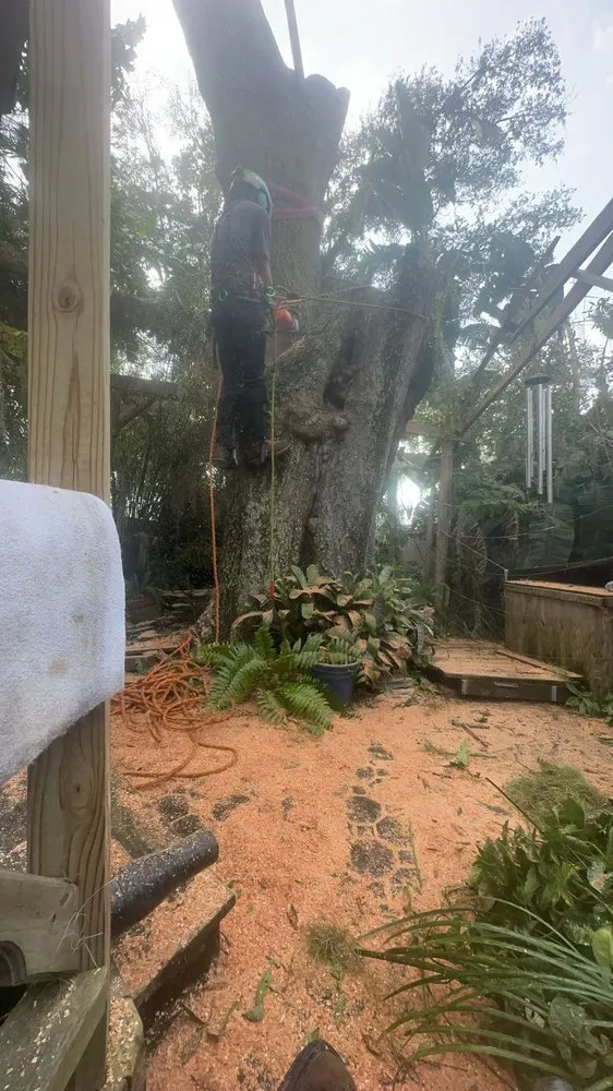 Professional landscape installation for beautiful yards across Tampa, FL - CA Tree’s