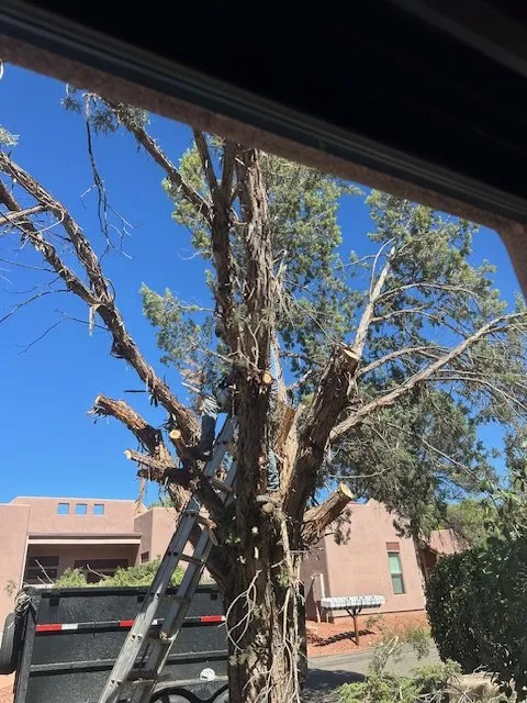 Professional lawn mowing service in Camp Verde, AZ by Caballero's Remodeling and Landscaping