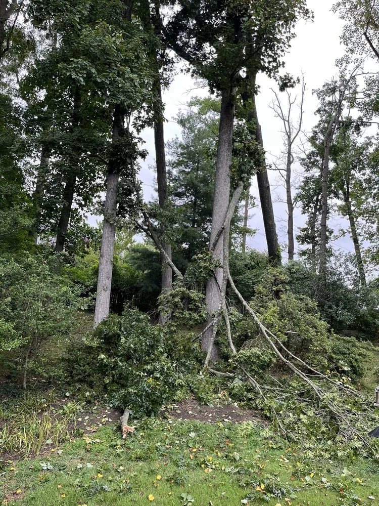 Reliable lawn care service experts serving Vienna, VA - Caballeros Tree Service and Landscaping