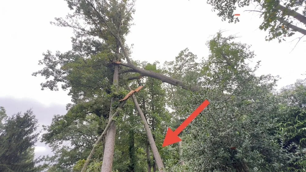 Reliable residential landscaping experts serving Vienna, VA - Caballeros Tree Service and Landscaping