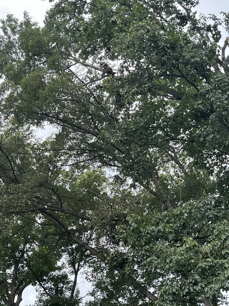 Local residential landscaping in Vienna, VA - Caballeros Tree Service and Landscaping