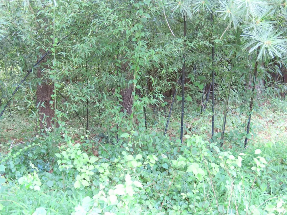 Local landscape design in Vienna, VA - Caballeros Tree Service and Landscaping