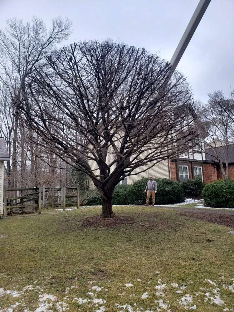 Expert yard maintenance in Vienna, VA by Caballeros Tree Service and Landscaping