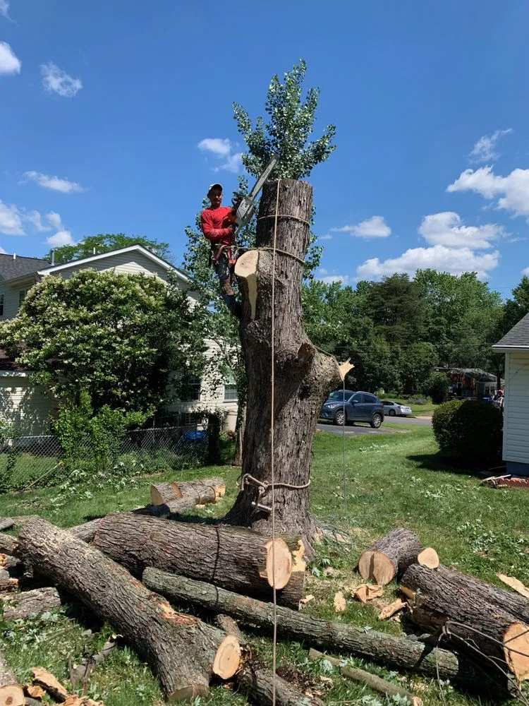 Top-rated landscaping services for year-round maintenance in Vienna, VA by Caballeros Tree Service and Landscaping