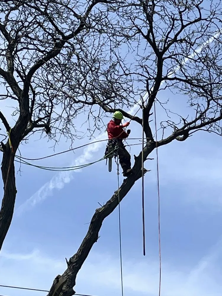 Professional landscape installation in Palatine, IL - Cabanas Tree Service