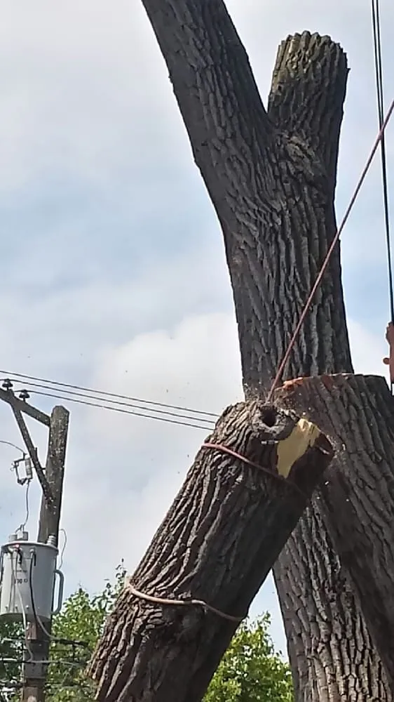 Custom garden landscaping for year-round maintenance across Palatine, IL - Cabanas Tree Service