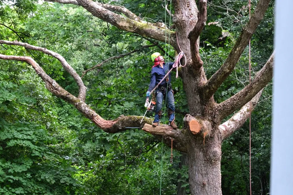 Professional landscape design in Palatine, IL by Cabanas Tree Service