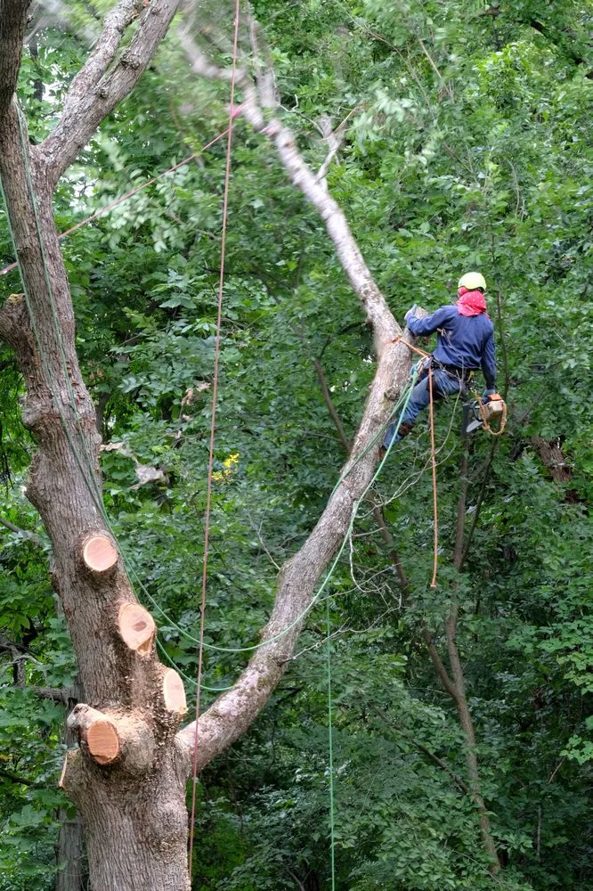 Local yard cleanup service with custom design in Palatine, IL by Cabanas Tree Service
