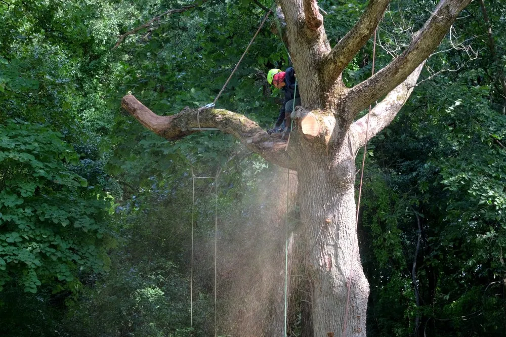 Professional residential landscaping in Palatine, IL by Cabanas Tree Service